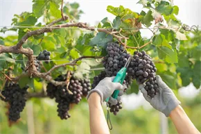 Easyapp La-Vendemmia-1-1.jpg